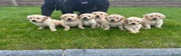 Golden Retriever dogs for sale: Golden Retriever Pups for sale  - Advert 1