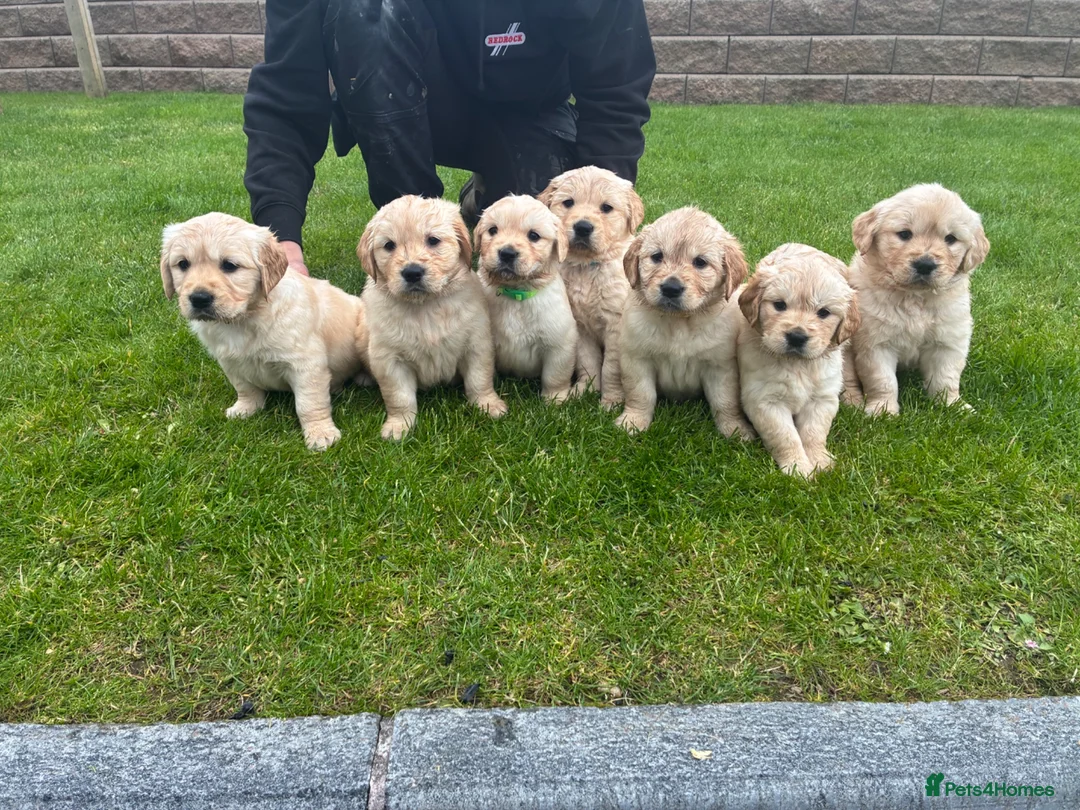 Golden Retriever dogs for sale: Golden Retriever Pups for sale  - Advert 1