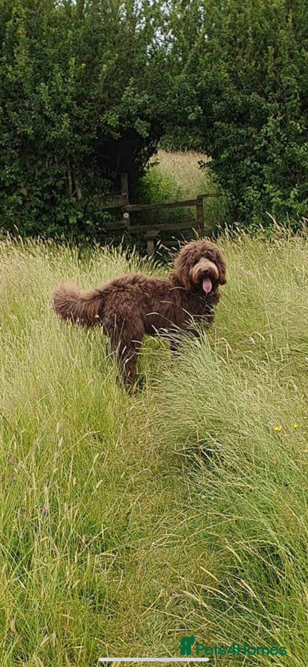 Labradoodle dogs for sale: F4 Standard Labradoodles (Fully Health Tested) - Image 7
