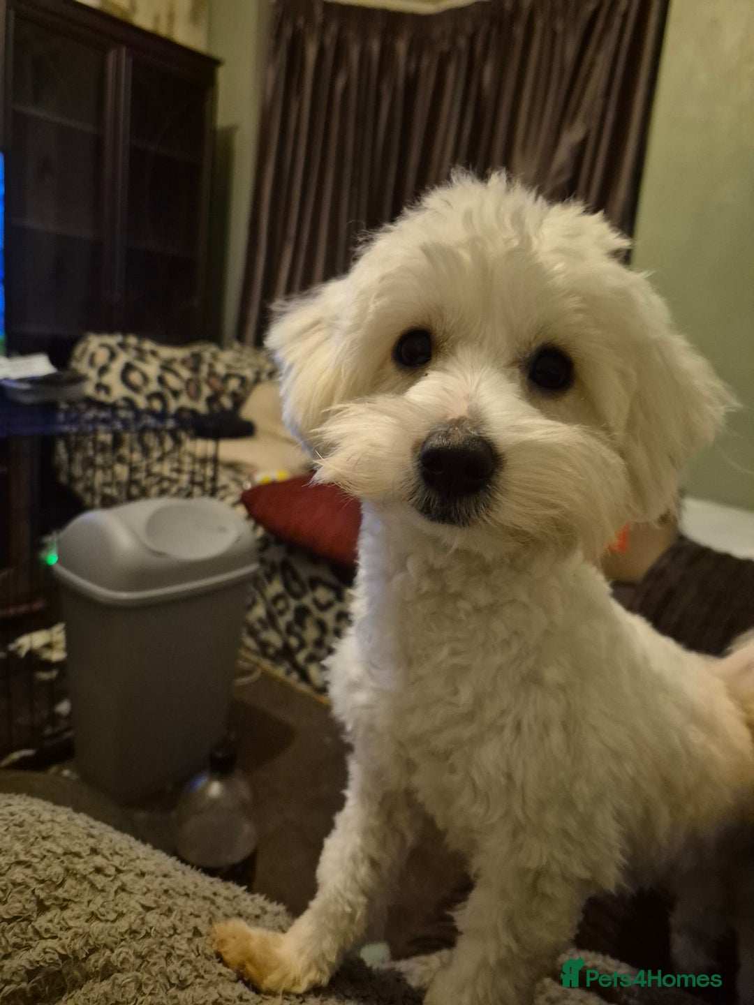 Maltipoo dogs for sale: Multipoos - Advert 4