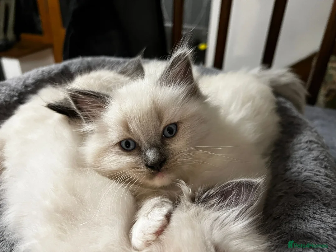 Ragdoll cats for sale: Ragdoll Kittens - Advert 39