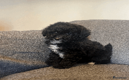 Toy Poodle dogs for sale: 2 Male Pure Toy Poodle Pups - Image 7