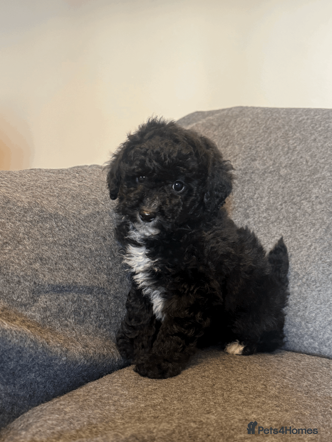 Toy Poodle dogs for sale: 2 Male Pure Toy Poodle Pups - Image 7