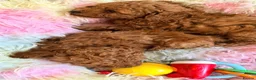 Toy Poodle dogs for sale: Asian Toy Poodle  - Advert 11