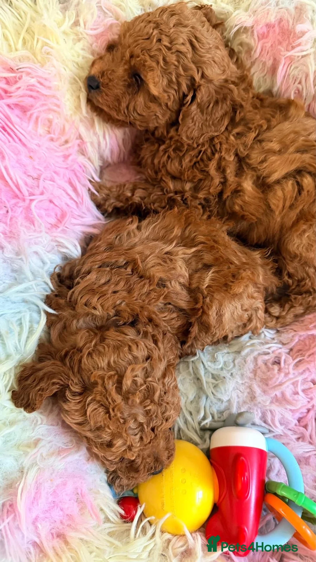 Toy Poodle dogs for sale: Asian Toy Poodle  - Advert 11