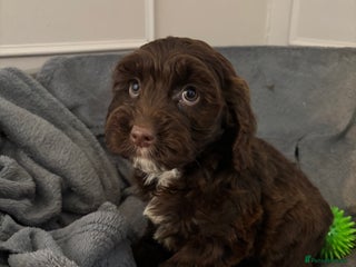 Cockapoo dogs F1 cockerpoo puppies - Advert 1