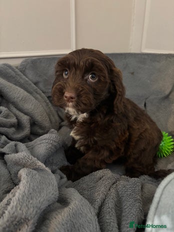 Cockapoo dogs F1 cockerpoo puppies - Advert 9