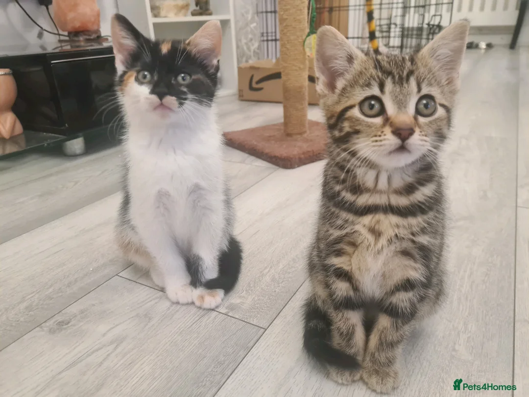Mixed Breed cats for sale: 3 beautiful kittens  in Liverpool - Advert 16