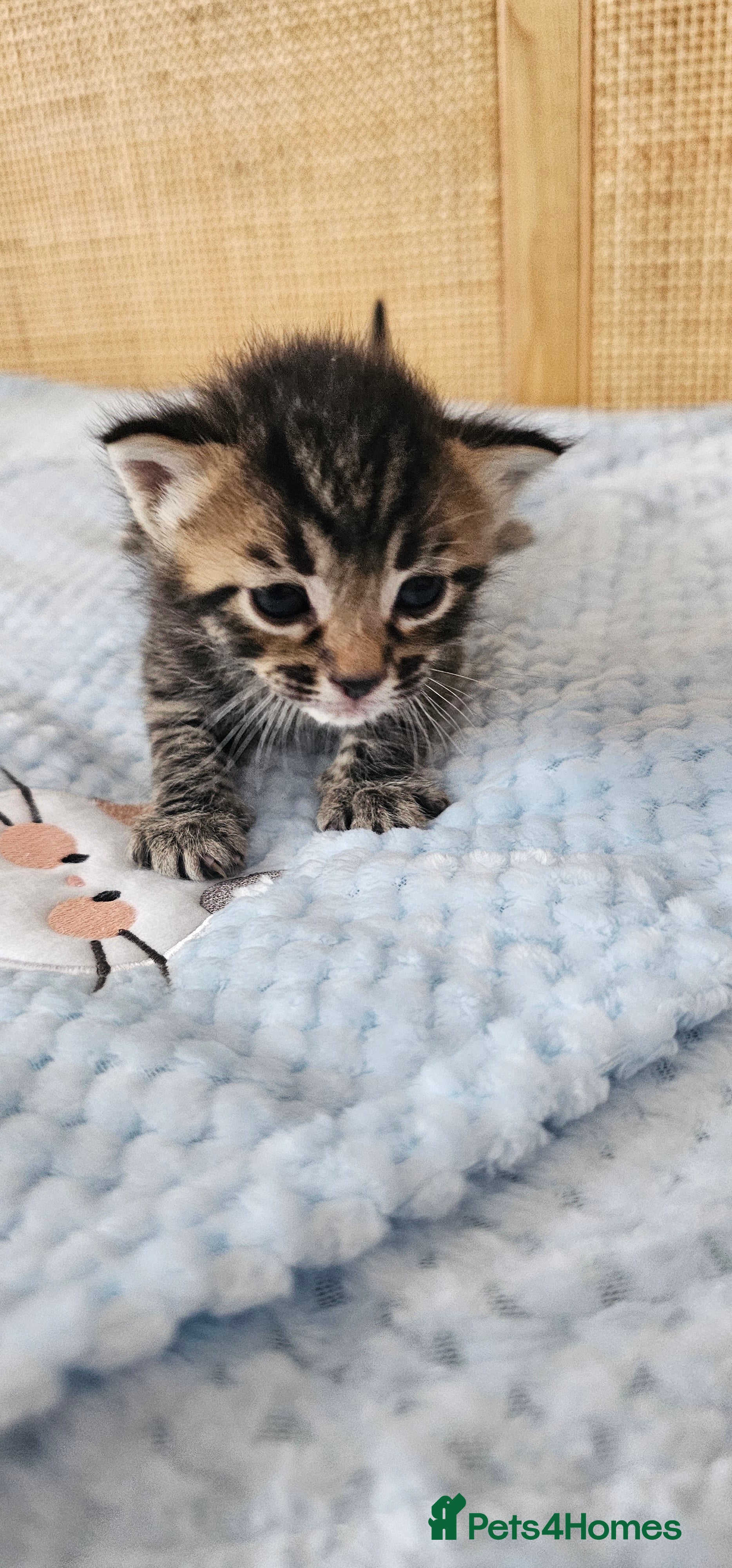 Mixed Breed cats for sale: Beautiful Bengal Mix Kittens - Advert 32