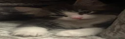 Turkish Angora cats for sale: Turkish angora kittens  - Advert 16