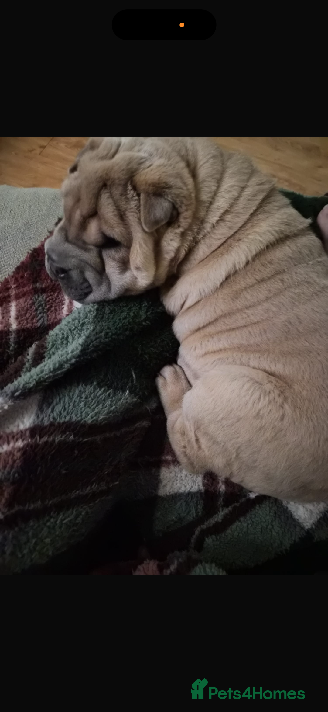 Shar Pei dogs for sale: Shar pei chunky boy  - Advert 10