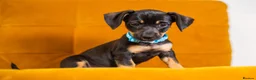 Jackshund dogs for sale: Daxijax/Jackshund/Dachshund/Jack - READY TO GO - Advert 28