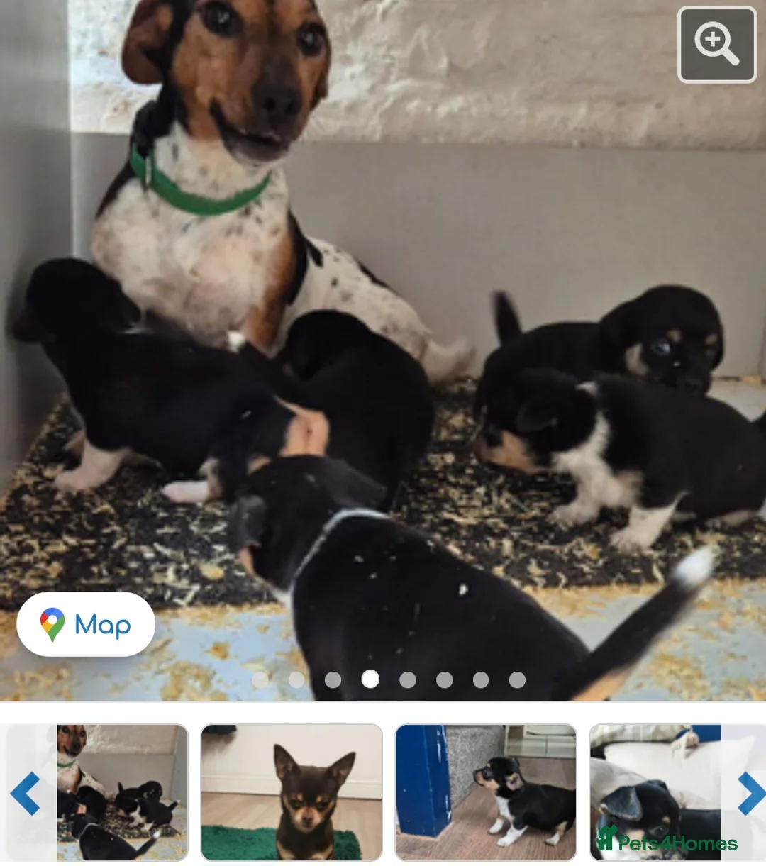 Jack Chi dogs for sale: 11 week old Jackchi - Advert 2