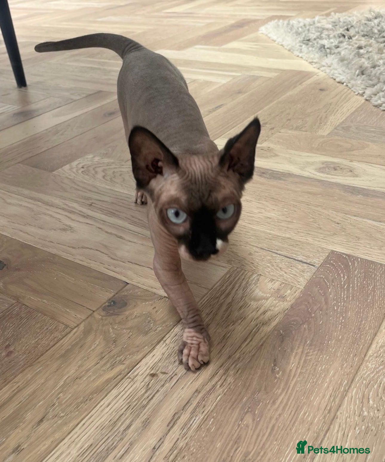Sphynx cats Spynx female cat  - Advert 2