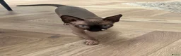 Sphynx cats for sale: Spynx female cat  - Advert 1