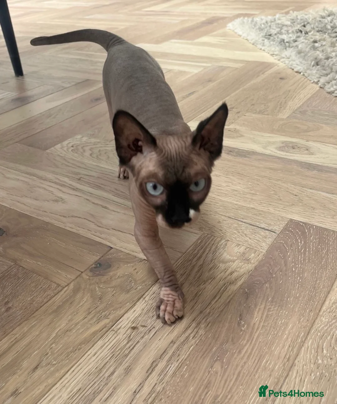 Sphynx cats for sale: Spynx female cat  - Advert 1