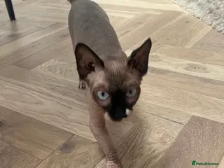 Sphynx cats Spynx female cat - Advert 3