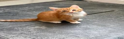Mixed Breed cats for sale: 5 beautiful kittens ready for new home - Advert 10