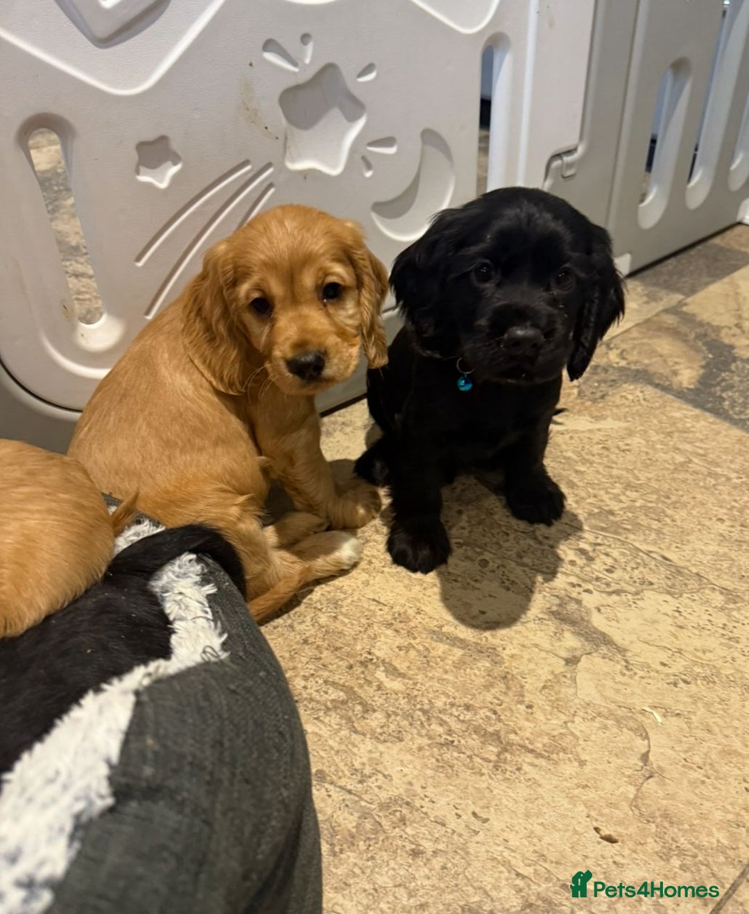 Cocker Spaniel dogs for sale: Stunning Cocker Spaniel Puppies  - Advert 1