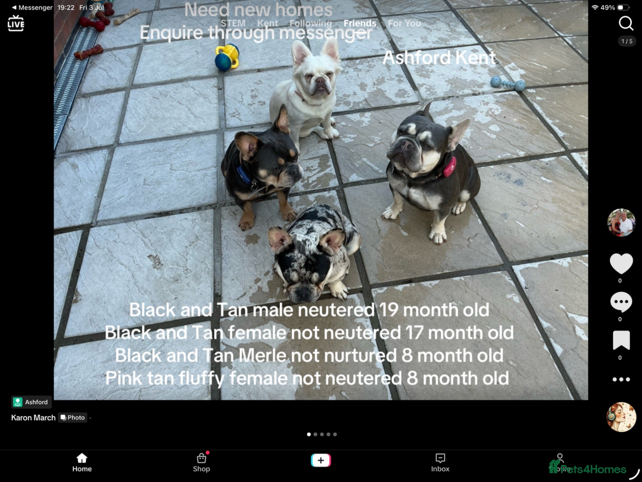French Bulldog dogs French Bulldogs - Advert 2