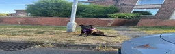 Mixed Breed dogs for sale: Beautiful girl looking for her forever home - Advert 7