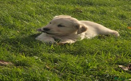 Mixed Breed dogs for sale: Stunning Golden Mountain pup's  - Advert 15