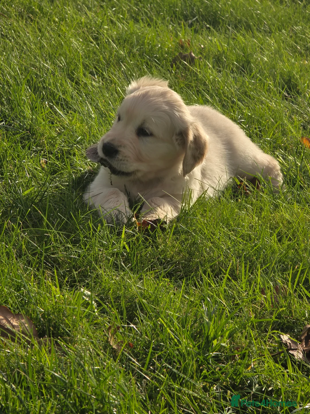 Mixed Breed dogs for sale: Stunning Golden Mountain pup's  - Advert 15