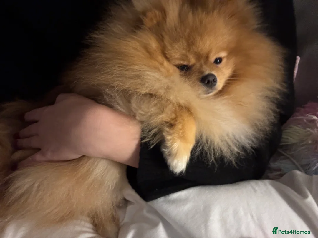 Pomeranian dogs for sale: Rehoming my beautiful Pom Boy in London - Advert 2