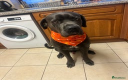 Cane Corso dogs for sale: Reggie Cane corso  - Image 1
