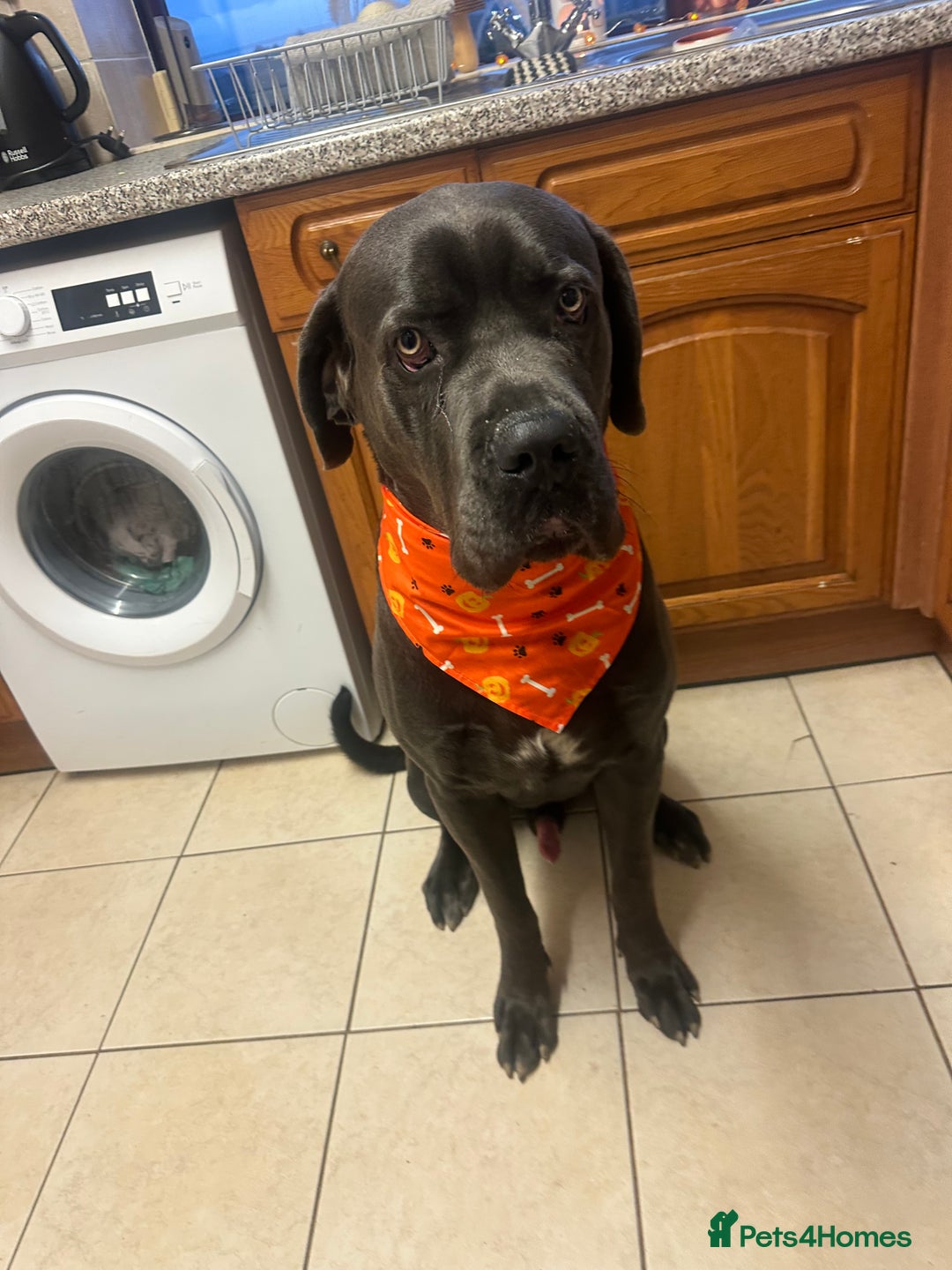 Cane Corso dogs for sale: Reggie Cane corso  - Image 1