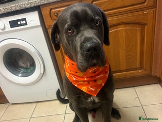 Cane Corso dogs - Advert 3