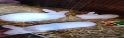 New Zealand rabbits for sale: NewZealand Whites - Advert 5