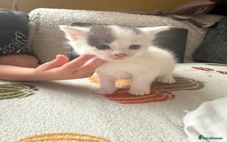 Mixed Breed cats for sale: Fluffy kittens - Image 2