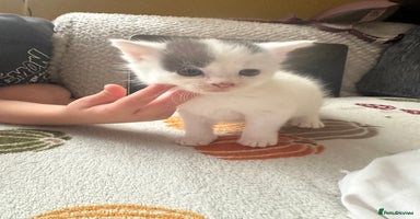 Mixed Breed cats - Advert 6