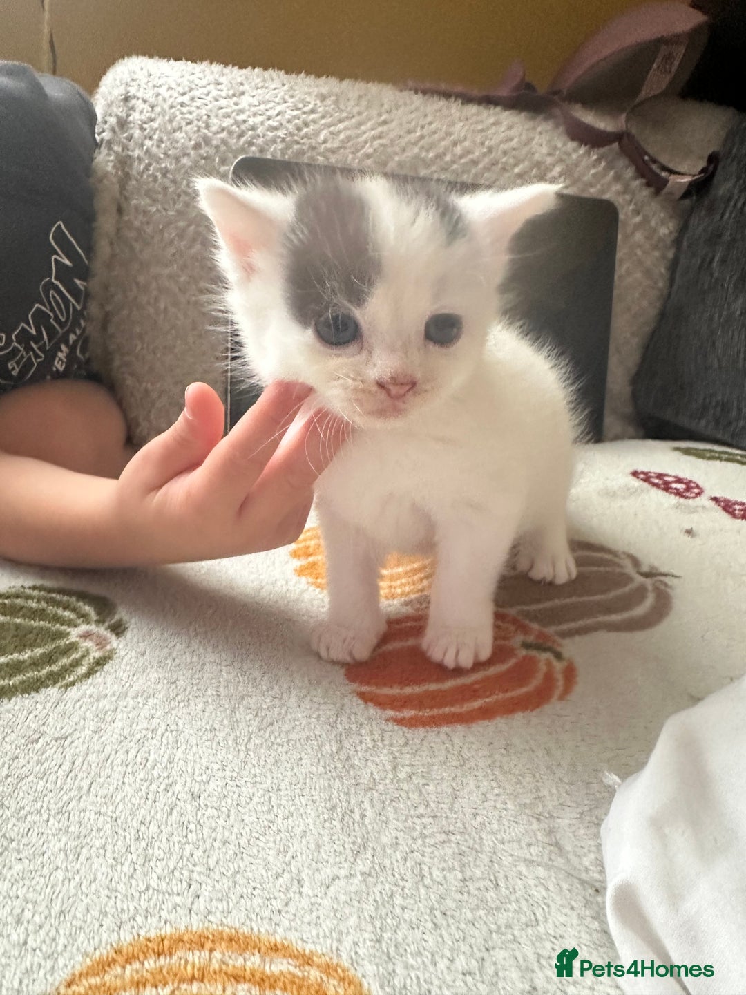 Mixed Breed cats for sale: Fluffy kittens - Image 2