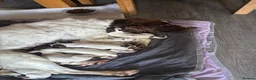 English Springer Spaniel dogs for sale: Miggers  - Advert 6