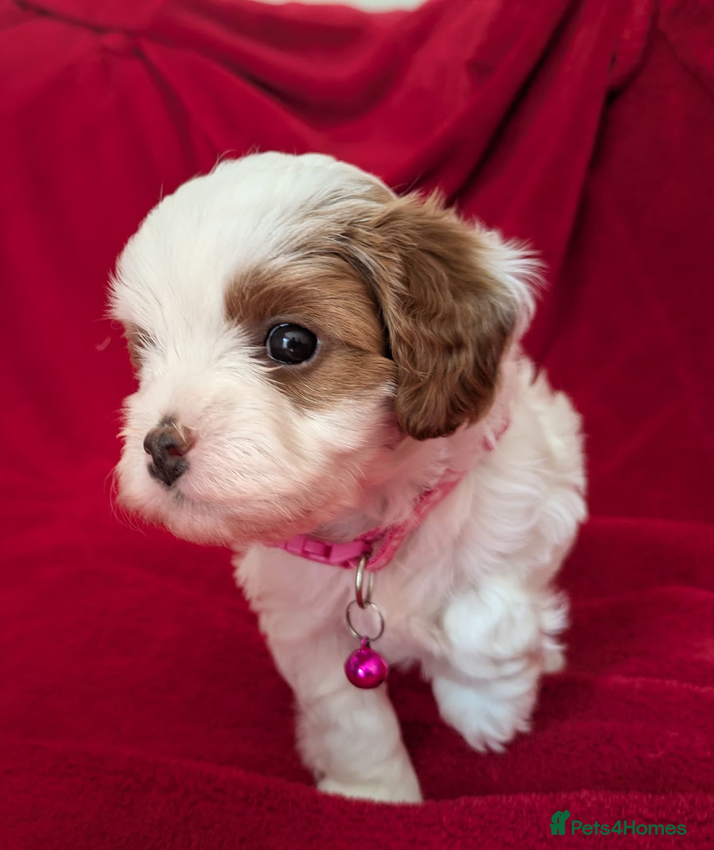 Cavapoo dogs Adorable Puppies, price open to negotiation - Advert 1