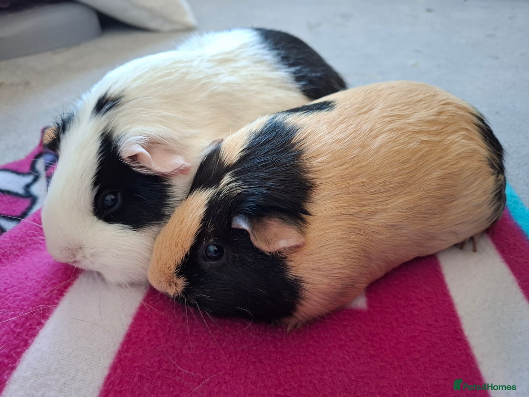 Guinea Pig rodents for sale: Two Beautiful Female Guinea Pigs - Advert 3