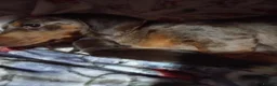 Dachshund dogs for sale: Male sausage dog puppy  in Bristol - Advert 7