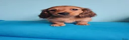 Miniature Dachshund dogs for sale: Superior Quality Miniature Dachshund Puppies in Plymouth - Advert 8