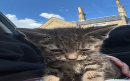 Domestic Shorthair cats for sale: Beautiful kitten  - Image 2