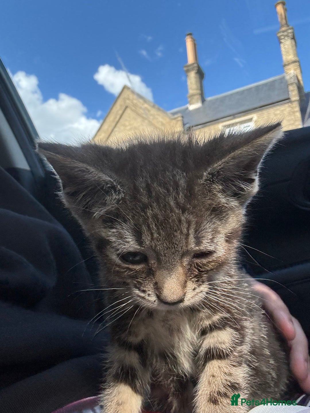 Domestic Shorthair cats for sale: Beautiful kitten  - Image 2