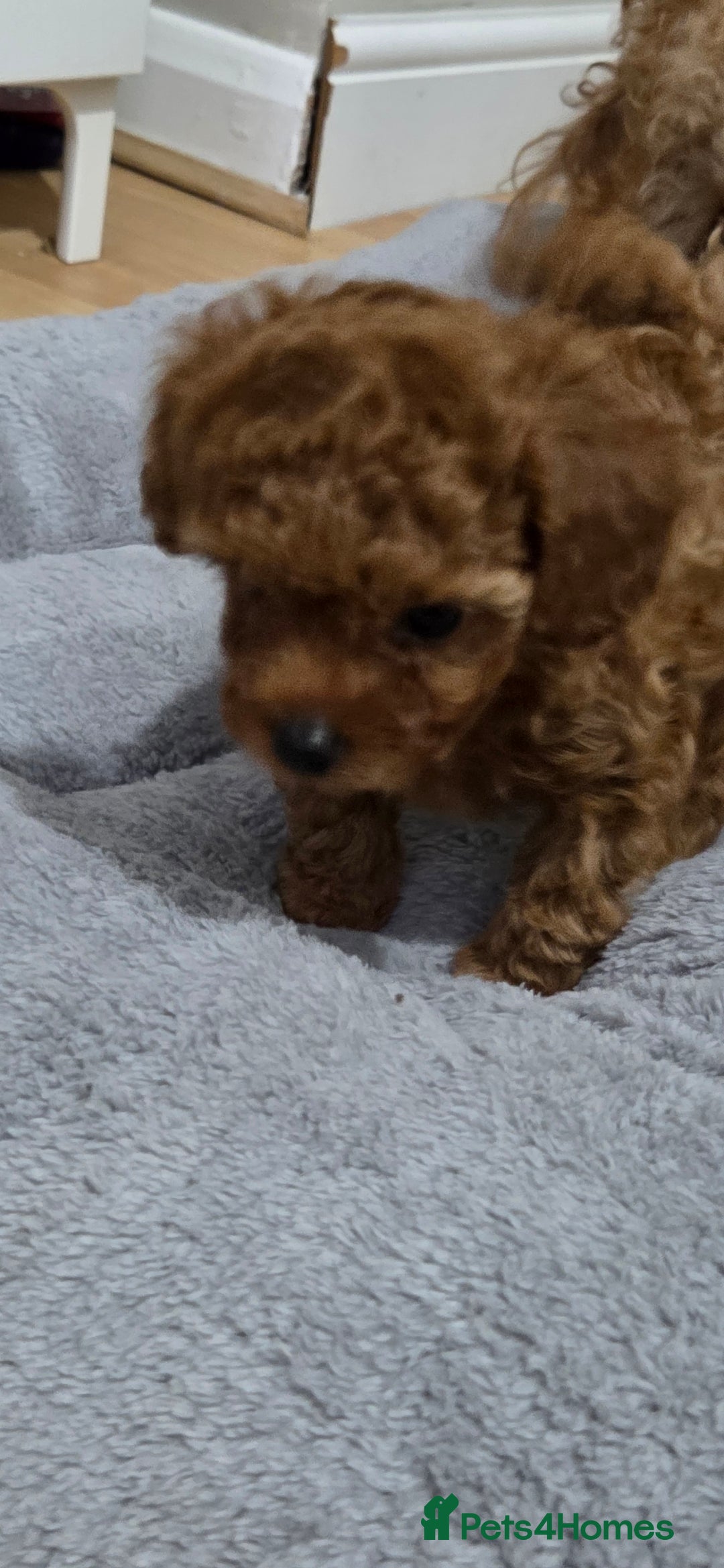 Mixed Breed dogs for sale: Toy / Aisan Poodle, Red Puppies - Advert 16