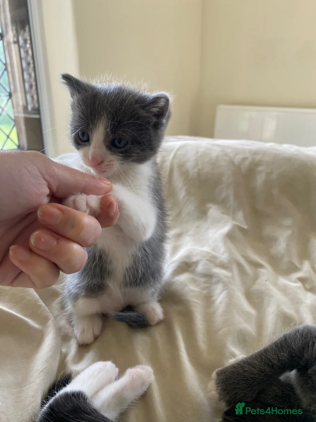 Mixed Breed cats for sale: 8 wk Grey White Kitten - Advert 1