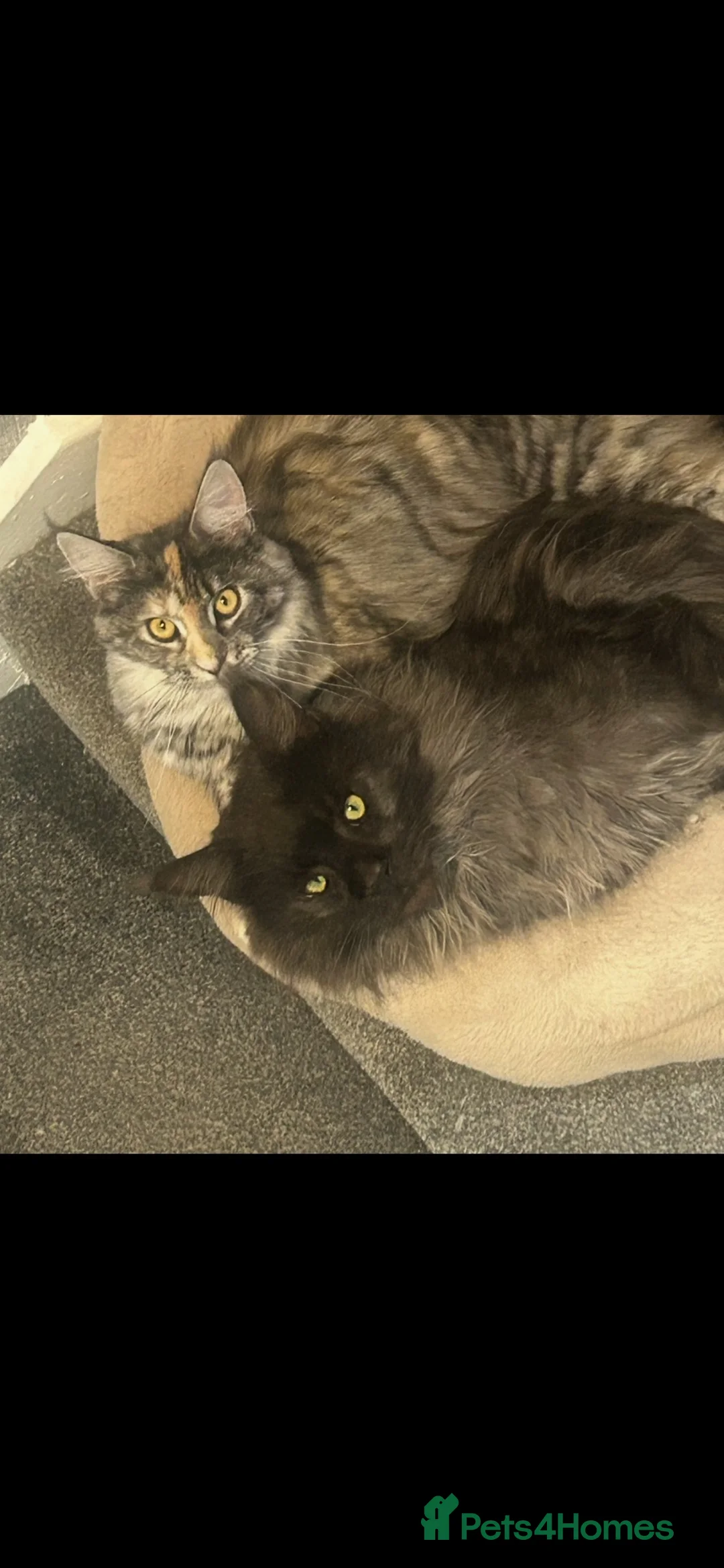 Maine Coon cats for sale: Full Maine Coon Kittens 4 left! in Brechin - Advert 12
