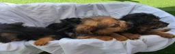 Mixed Breed dogs for sale: Borderpoo vet checked, 1st cross puppies - Advert 17