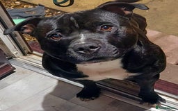 Staffordshire Bull Terrier dogs for stud: Hulk  - Image 1