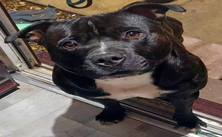 Staffordshire Bull Terrier dogs - Advert 6