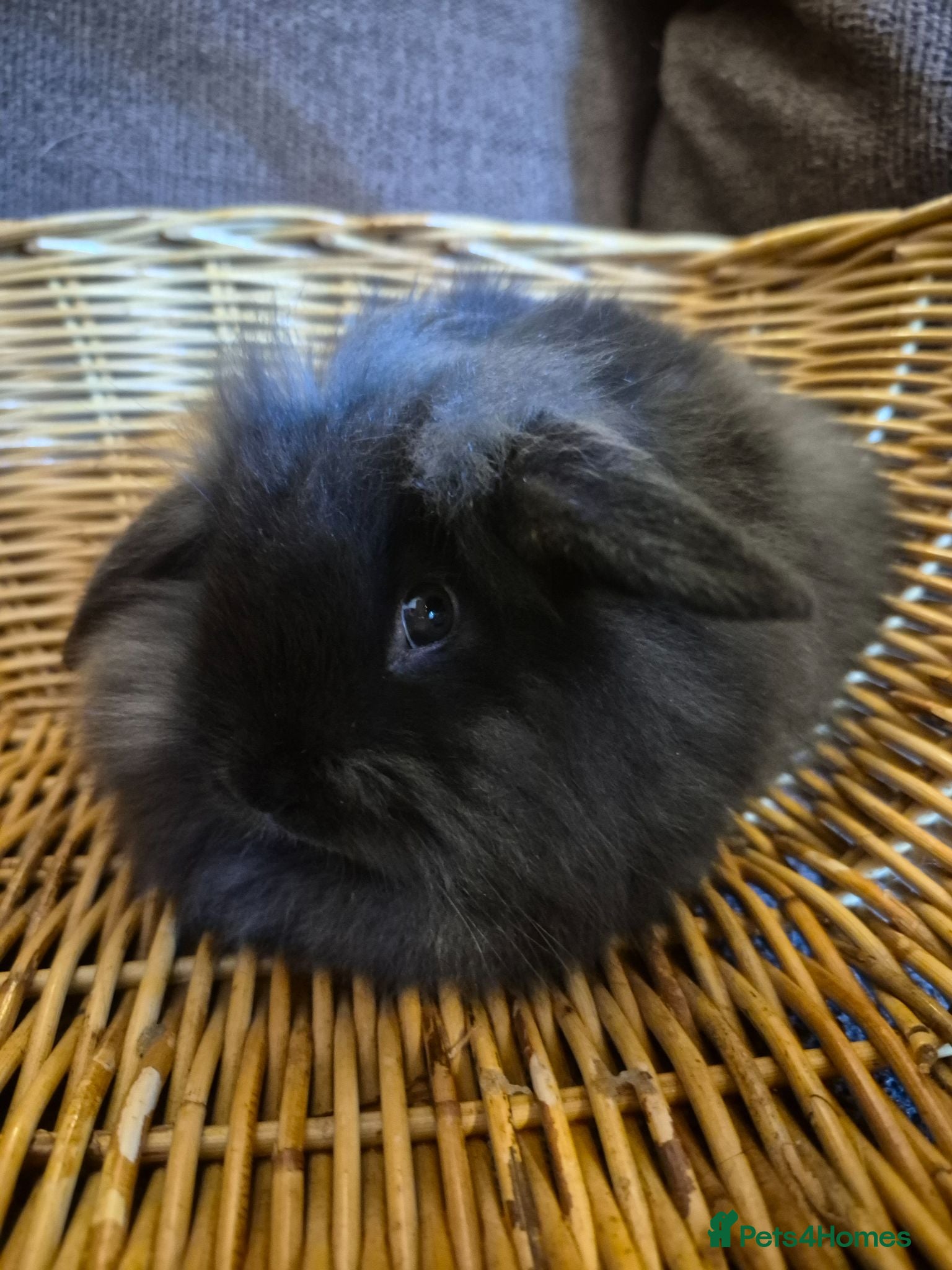 Mini Lop rabbits Last 2! READY TO GO NOW! Baby Mini Lop Bunnies - Advert 2
