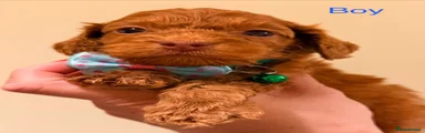 Simon